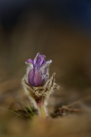 Koniklec velkokvety - Pulsatilla grandis 9072